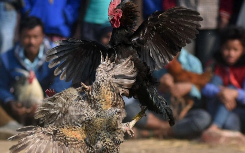 Tâm lý người xem và sự thay đổi ưu tiên giữa đá gà đòn và đá gà cựa.