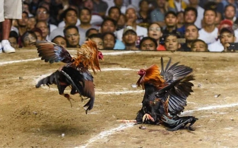 Yếu tố thời gian tác động đến sự lựa chọn