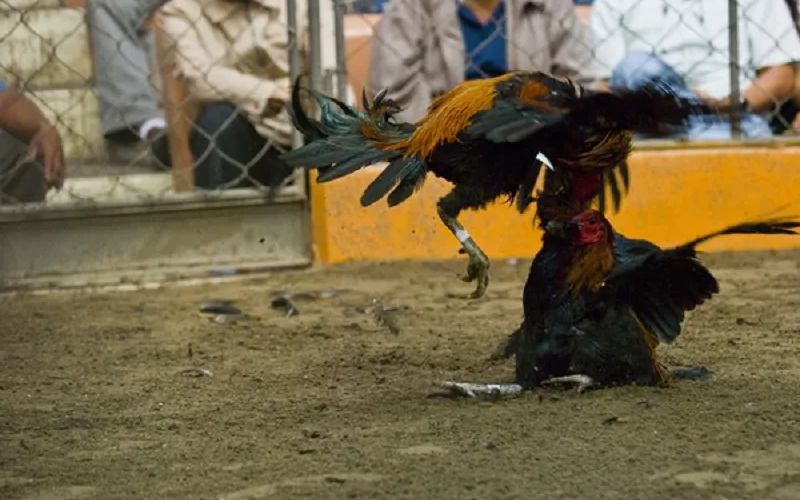 Phân tích các thế đá hiểm hóc của chiến kê trong thi đấu