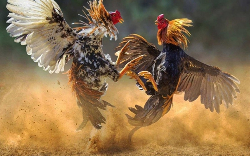 Bí quyết chăm sóc và nuôi dưỡng gà chọi chiến khỏe mạnh có lực đá tốt